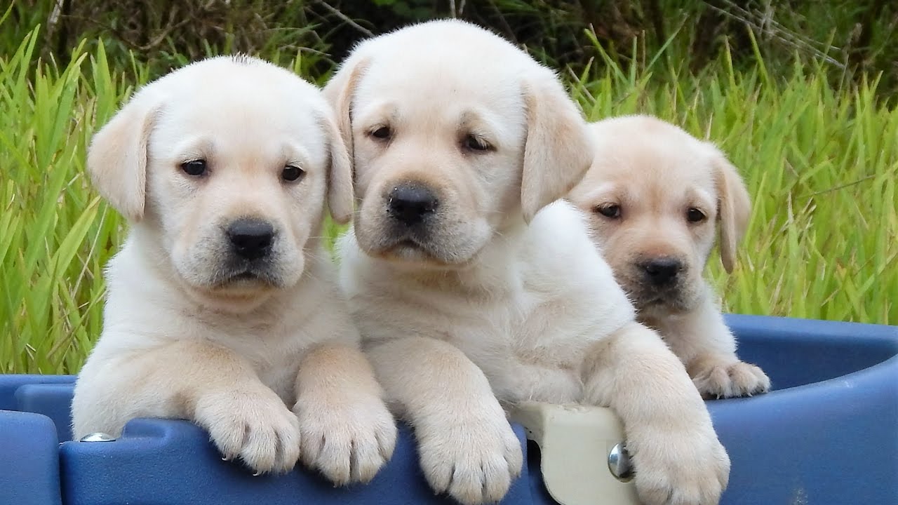 How to train LABRADOR PUPPIES YouTube