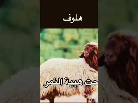راحت هيبة النمر
