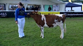 Gwartheg Ayrshire - Heffer Orau | Ayrshire Heifer Rosette