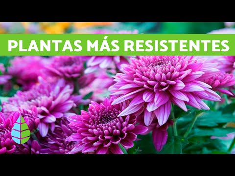 Video: Plantas de helechos resistentes al frío: aprenda sobre los helechos de jardín resistentes a la zona 3