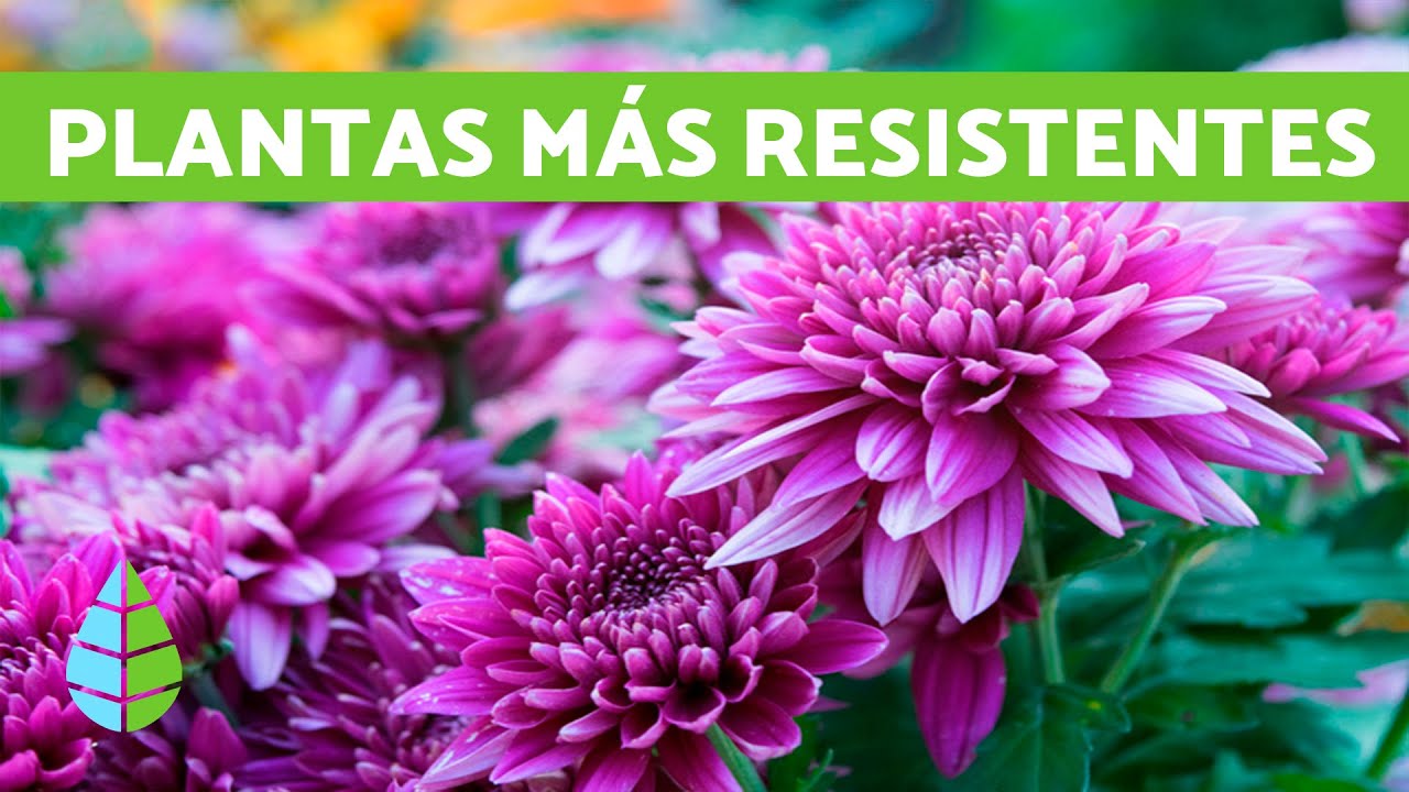 10 plantas de EXTERIOR RESISTENTES al FRÍO y a la SOMBRA - thptnganamst.edu.vn