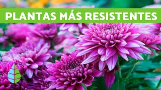 plantas de EXTERIOR RESISTENTES al FRÍO y la SOMBRA YouTube