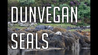 Seal Colony at Dunvegan Castle, Isle of Skye || Adventures in Scotland