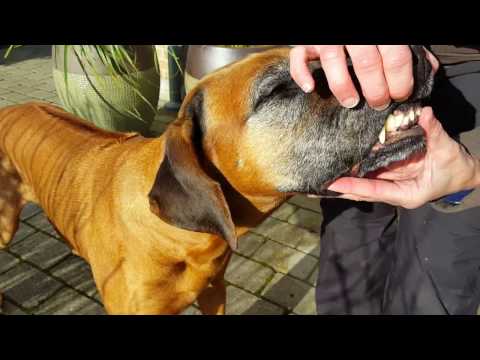Video: Senior Hund Reiser Til Slakter Hver Dag I årevis For Bein