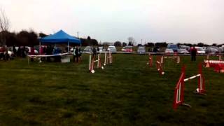 Darcy at IKC Agility Show 15th March 2015 - National Show Centre