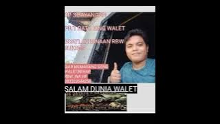 SUARA WALET BIRAHI ANAKAN TERBAIK TOP