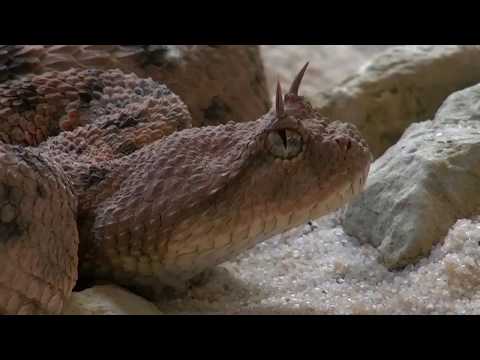 Video: Gjarpër indian me syze