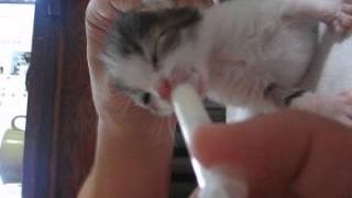 Как кормить маленького котенка Как кормить маленького котенка