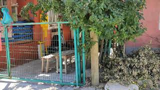 Anabağlar Mahallesi 152513 (eski 1417) Sokak  Video-4