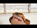 【ニシアフリカトカゲモドキ】ニシアフのメンテナンス記録🦎#1