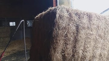 Unloading hay bales with the Jcb telehandler--