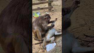 A mother monkey is picking lice and grooming her baby....#Monkeyfunny #monkeyfunnyvideo #MonkeyLife