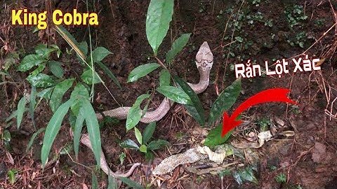 Kinh Hoàng Phát Hiện Con Rắn Hổ Mang Khủng Đang Lột Xác | King Cobra