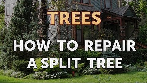 How to Repair a Split Tree