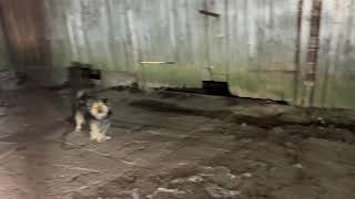 Marijampoles Savivaldybėje Apleistam Name Kankinami Šunys. Savivaldybė Ir Seniūnija Atsisasko Padėti