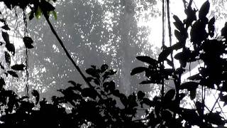Rain forest bird sounds tree study Borneo