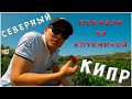 СЕВЕРНЫЙ КИПР. ПОЕХАЛИ ЗА КЛУБНИКОЙ. КЛУБНИЧНЫЕ ПОЛЯ.