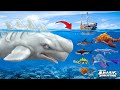 GIANT MOBYDICK WHALE SHARK EAT ALL SHARK HUNGRY SHARK GIANT MOBYDICK WHALE SHARK EAT ALL SHARK HUNGRY SHARK
