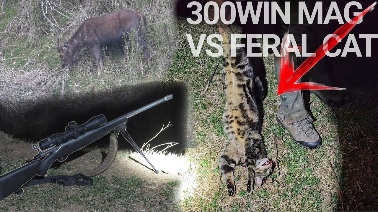 300 Win Mag On A FERAL CAT Sambar Stag & Fallow Deer Hunting Australia YouTube