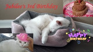 Jubilee's 3rd Birthday Video by DamaskCats 95 views 5 years ago 4 minutes, 22 seconds
