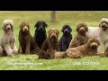 Labradoodle Dog Breeder - Northwest Ohio Dog Ranch