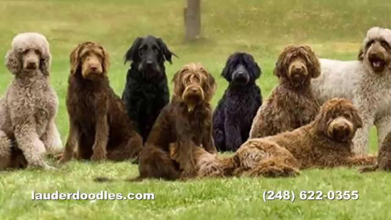 Labradoodle Dog Breeder - Northwest Ohio Dog Ranch