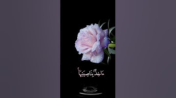 صباح الخير🌸اجمل حالات واتس اب مقاطع قصيره🌸قران كريم سورة هود اني توكلت على الله ربي وربكم🌸بدون حقوق