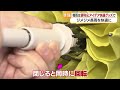 梅雨に「自動で巻く傘」対策グッズトレンドは 松前の雑貨店で調査 “0度”保冷剤で食中毒防止【愛媛】 (26/05/21 18:56)