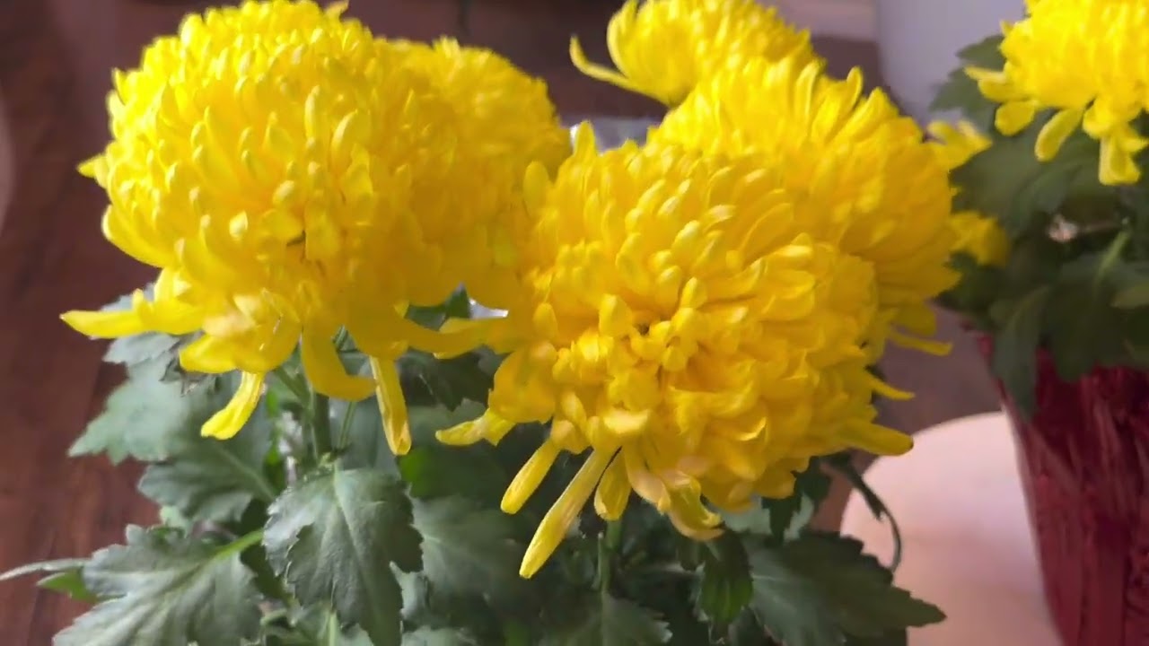 Cách trồng chậu Cúc Đại Đoá sau khi chưng Tết,dễ dàng,Cúc lên tươi tốt,mùa Thu ra hoa đầy cành .