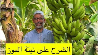 طريقة زراعة نبات الموز مع المزارع المميز ابوسلمان