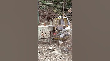 Tso Diab Tuaj Kub Sib Tom Ncaws Zoo Saib Kawg Li, Chào Các Bạn Đa Mê Chim Chào Mào nhé