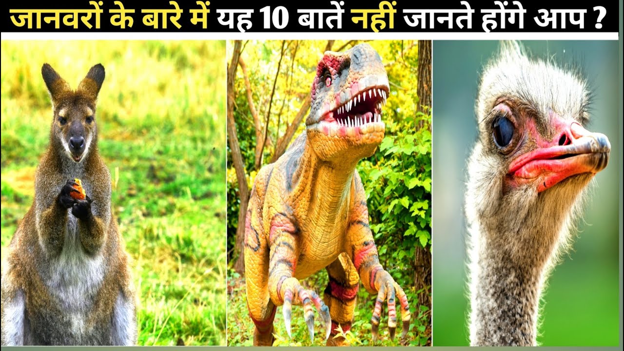 जानवरों के बारे में यह 10 बातें नहीं जानते होंगे आप ? random facts about animals