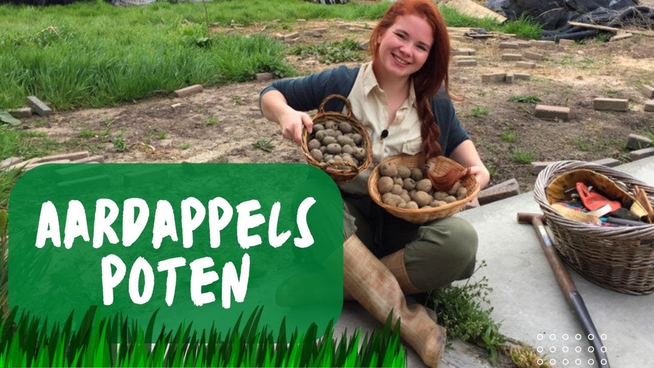 AARDAPPELS POTEN | Verschillende Aardappels?!