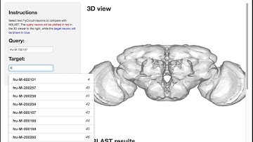 NBLAST FlyCircuitNeurons