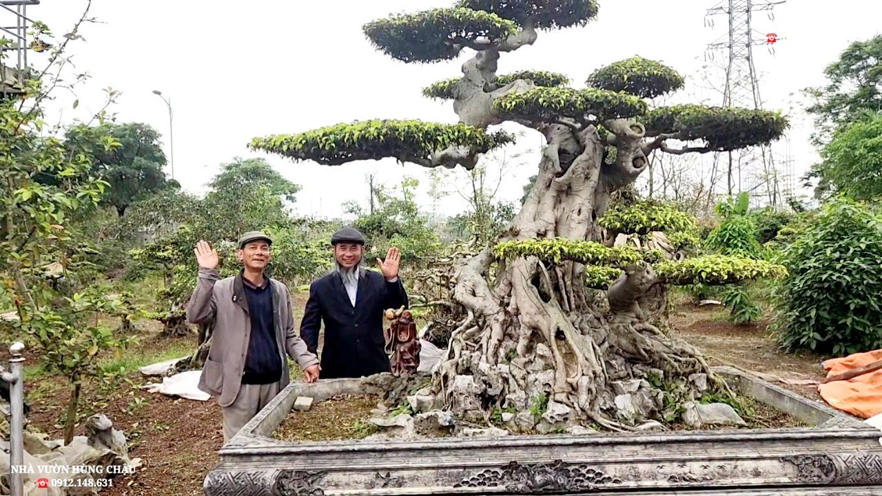 Thăm Nhà vườn Hùng Chậu Nam định với rất nhiều cây khủng