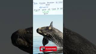Whale | A Prasanth English Learning TV No 2063 #english #shortsfeed #shorts