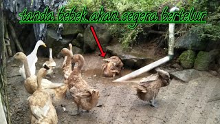 Tanda tanda bebek akan bertelur