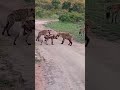 Friend or enemy? Rare interaction between wild dog and hyena