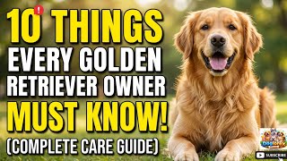 If You Own a Golden Retriever, STOP Doing These 10 Things! 🚨