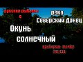 Русская рыбалка 4(рр4) - река Северский Донец. Окунь солнечный.