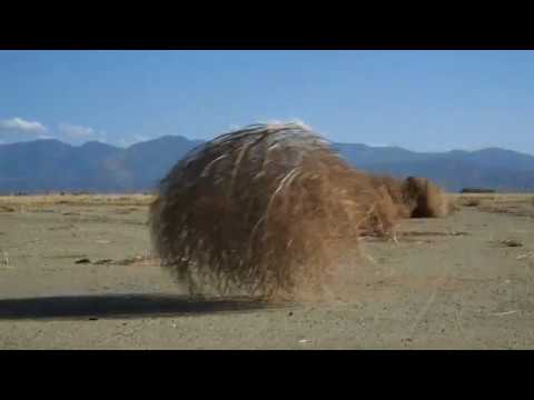 Video: Tumbleweed Nedir