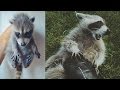 The Story of Bandy: Our Pet Raccoon