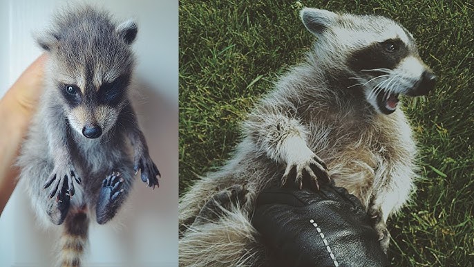 The Story of Bandy: Our Pet Raccoon - YouTube