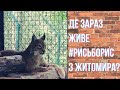 #РисьБорис: що трапилося з котиком, який розгулював олицями Житомира