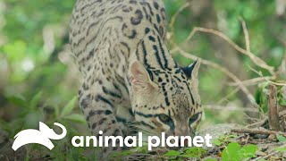 Un tigrillo en medio de la lluvia de la Selva Maya  | Wild Frank en México | Animal Planet screenshot 5