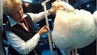 Christina Pawlosky bust'n out a large Poodle at Super Zoo 2012 .wmv