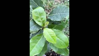 How To Grow Bay Leaf (Bay Laurel) 🪴 #85