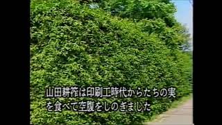 からたちの花　 唄：東京混声合唱団