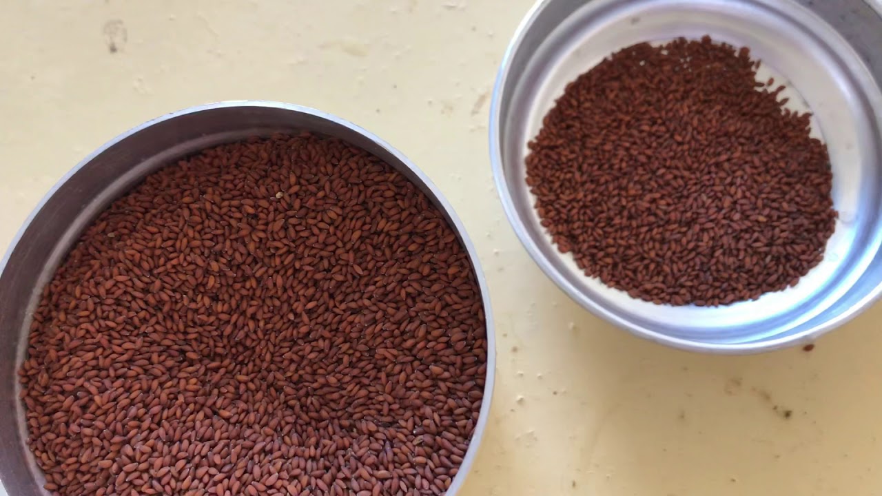 الماعز العارضي (٢٥) الجزء الثالث العناية بالمعزة قبل و بعد الولادة 🍁