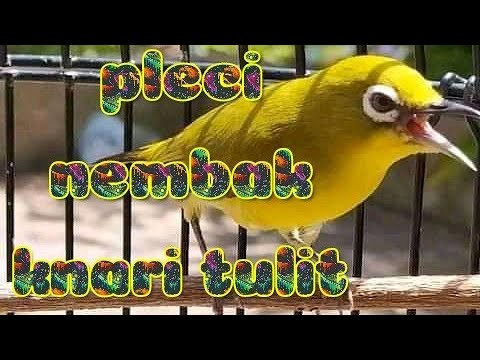 pleci tembakan knari tulit tulit